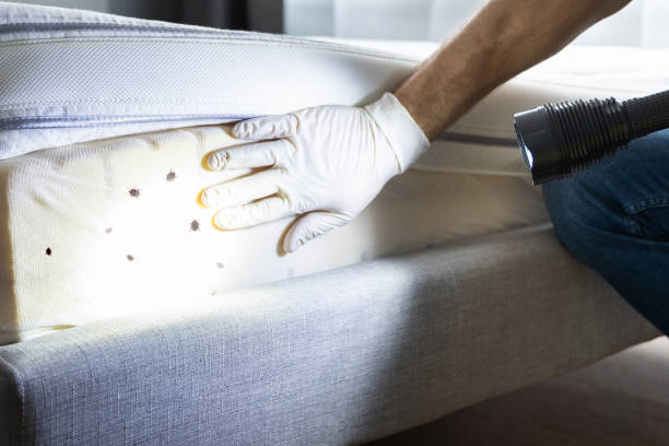 Best Termite Control Services  in Progress, PA